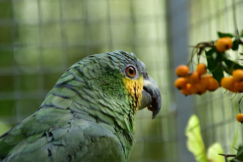 Tierheim: Partner für einsame Papageien und andere Haustiere · Dlf Nova